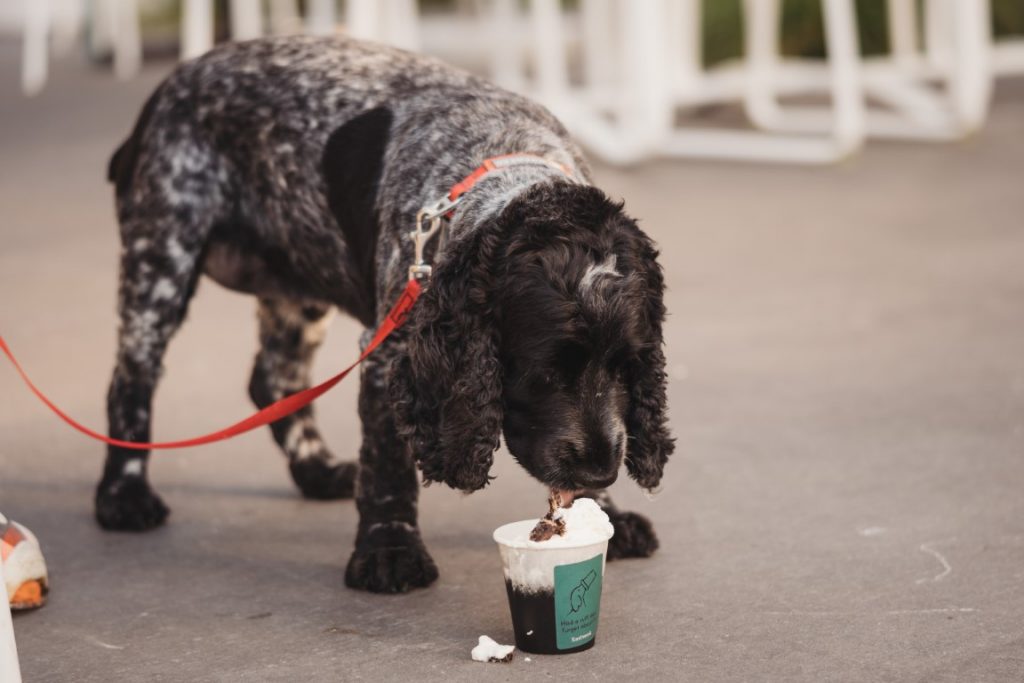 Dog drinking a puppachino at Eastwood, dog-friendly cafe in Rotorua