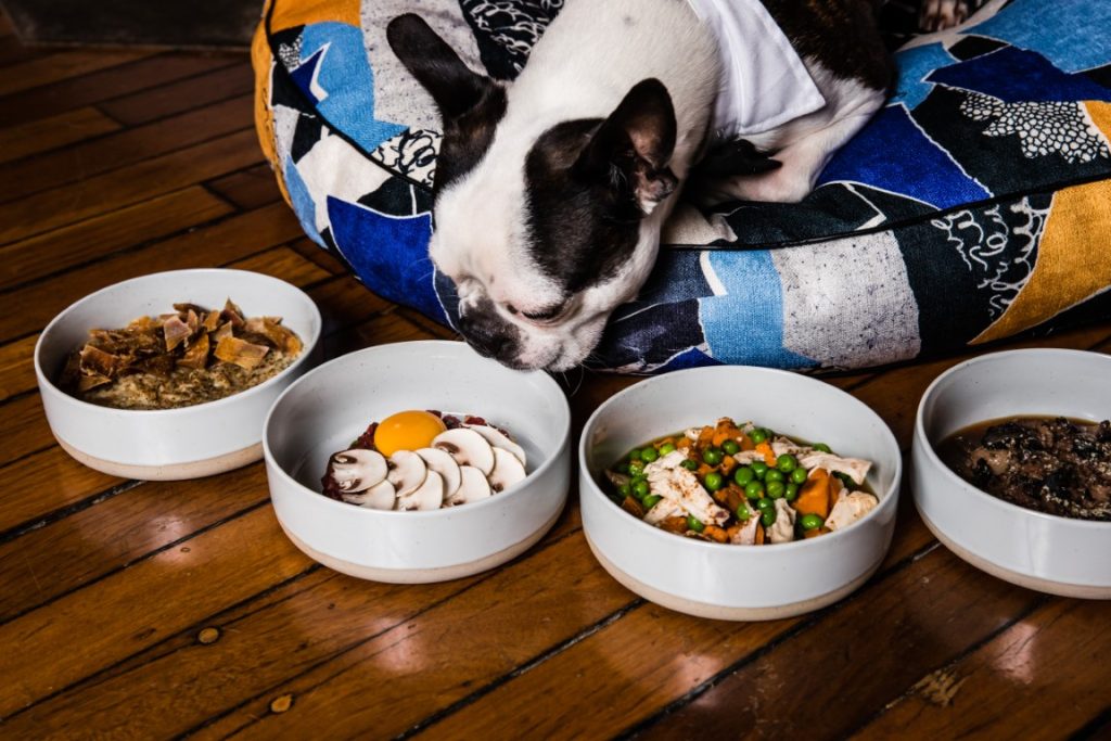 Dog enjoying the high life at dog-friendly QT Queenstown
