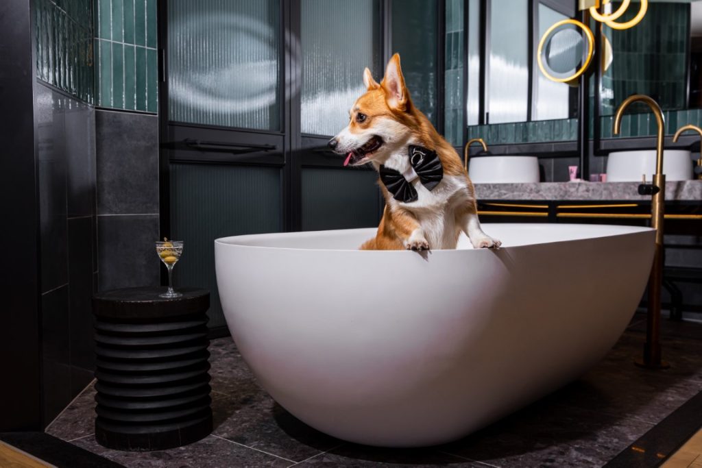 Dog in bathtub at dog-friendly accommodation QT Auckland