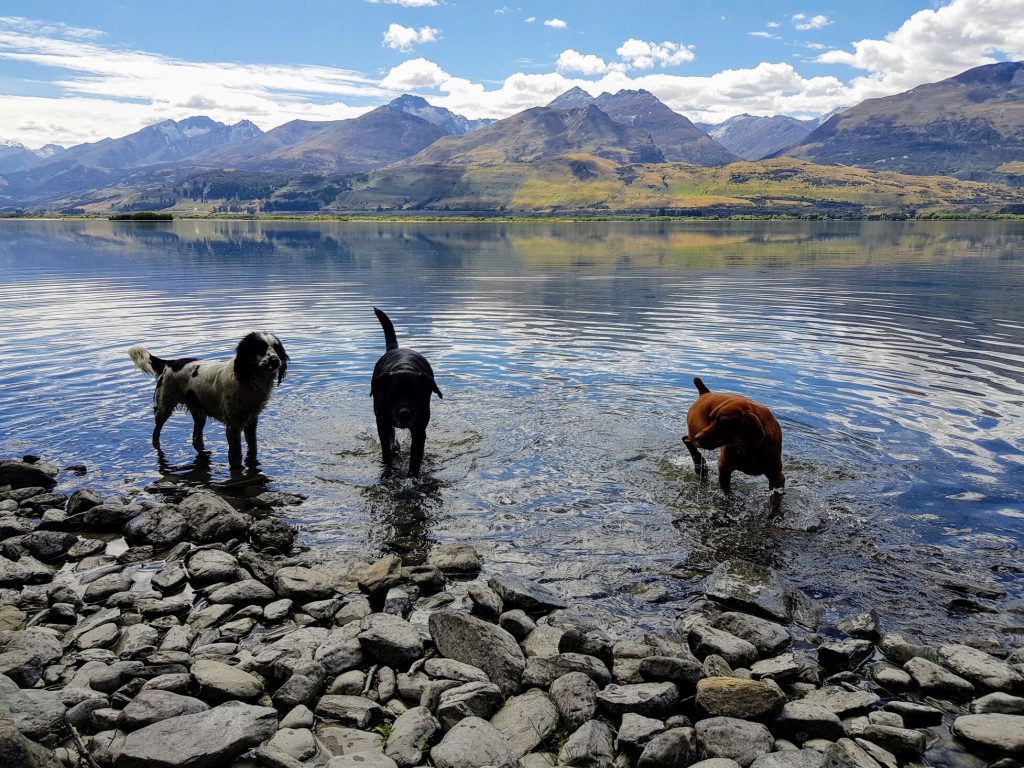dog-friendly Kinloch Retreat dogs in water