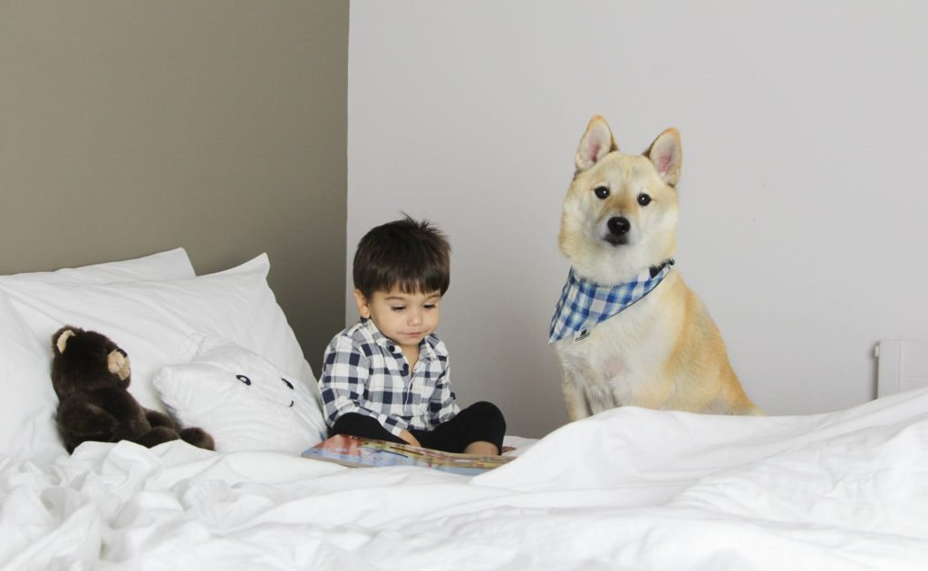 Dog with kid on the bed at Arawa Park Hotel Rotorua, a dog-friendly hotel in Rotorua