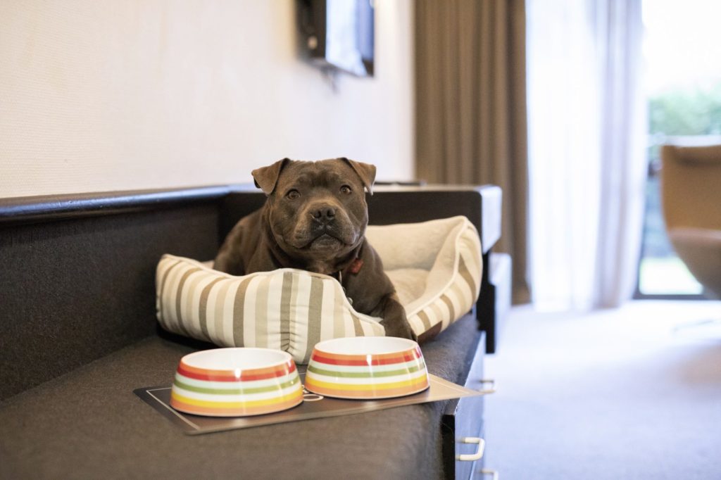 Dog in room at Heartland Hotel Queenstown, a dog-friendly hotel in Queenstown