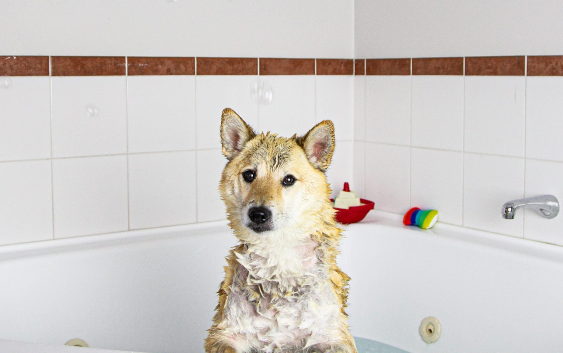 Doggie in bathtub at Arawa Park Hotel Rotorua, a dog-friendly hotel in Rotorua