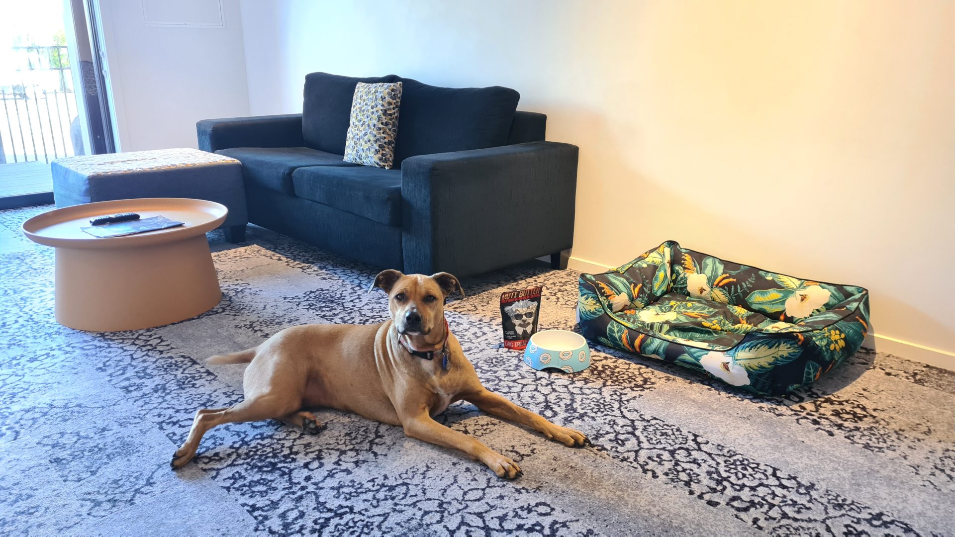 Bailey and treats at Roomie Apartments, a dog-friendly hotel in Auckland